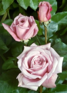 TWICE IN A BLUE MOON (hybrid tea)